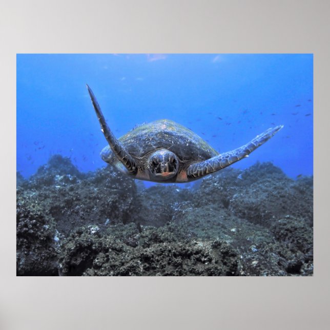 Flying Turtle Poster (Front)