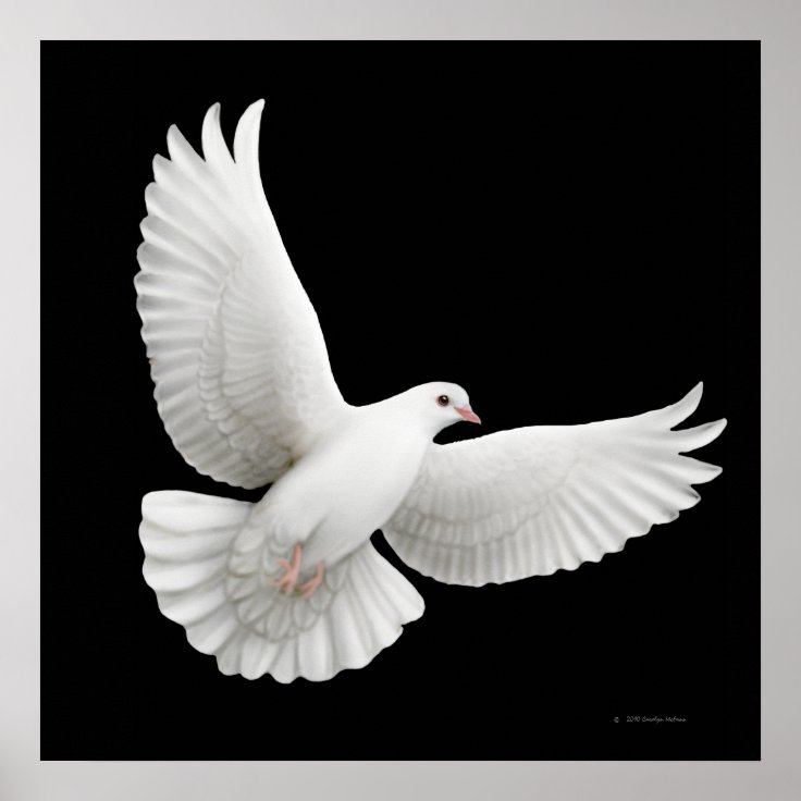 white dove flying drawing