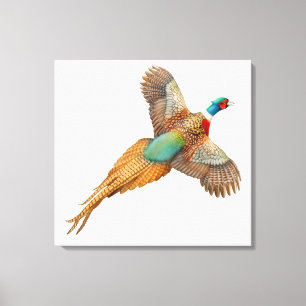 Flying Wild Ringneck Pheasant Wrapped Canvas