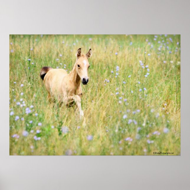 Foal and Flowers Poster (Front)