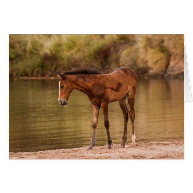 Foal at the river (Front Horizontal)