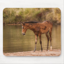 Foal at the river
