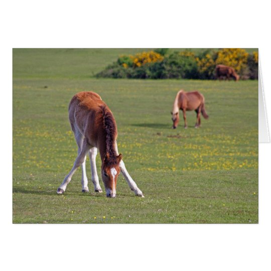 Foal card