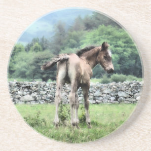 FOAL COASTER