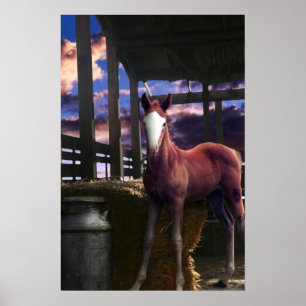 Foal Horse in the Barn Poster