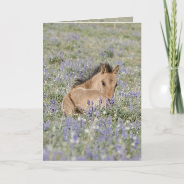 Foal in Lupine Wild Horse Greeting Card (Front)