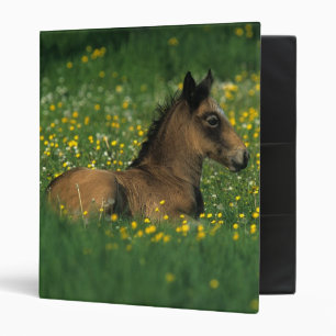 Foal Laying Down in Flowers Binder