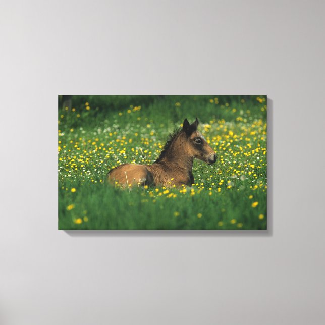 Foal Laying Down in Flowers Canvas Print (Front)