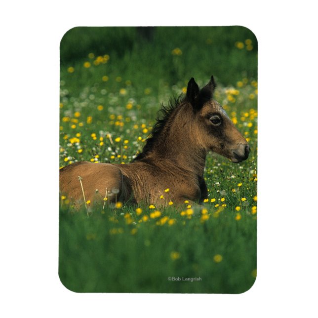 Foal Laying Down in Flowers Magnet (Vertical)