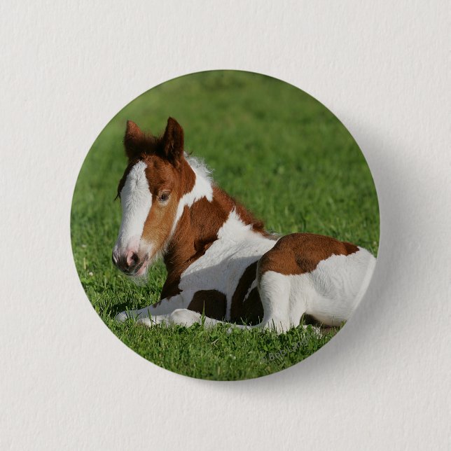 Foal Laying in Grass 2 Inch Round Button (Front)