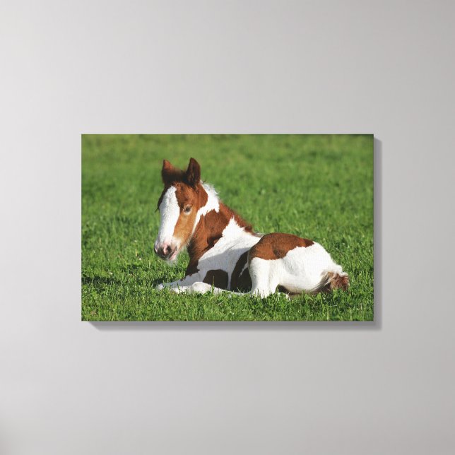 Foal Laying in Grass Canvas Print (Front)