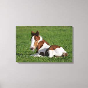 Foal Laying in Grass Canvas Print