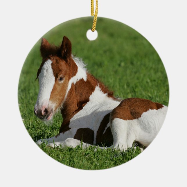 Foal Laying in Grass Ceramic Ornament (Front)