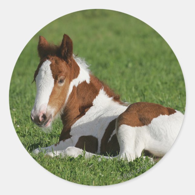 Foal Laying in Grass Classic Round Sticker (Front)