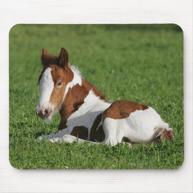 Foal Laying in Grass Mouse Pad (Front)