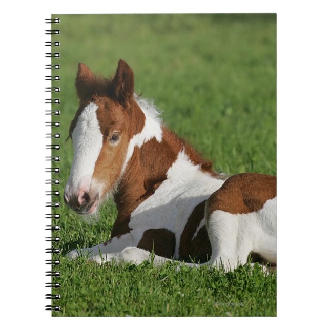 Foal Laying in Grass Notebook (Front)