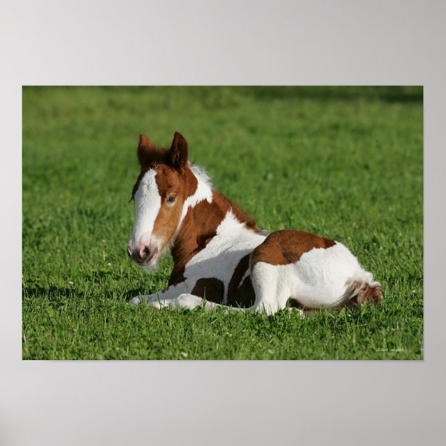 Foal Laying in Grass Poster (Front)