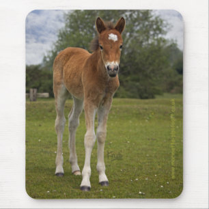 Foal Mousemat Mouse Pad