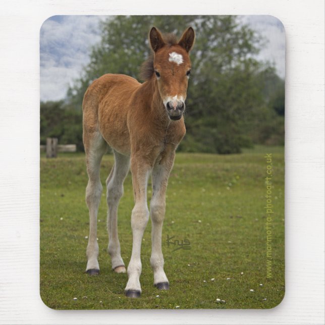 Foal Mousemat Mouse Pad (Front)