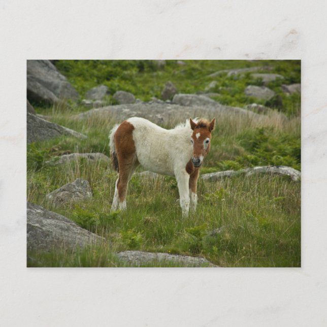 Foal Postcard (Front)