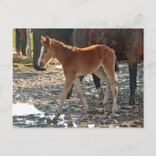 Foal postcard (Front)
