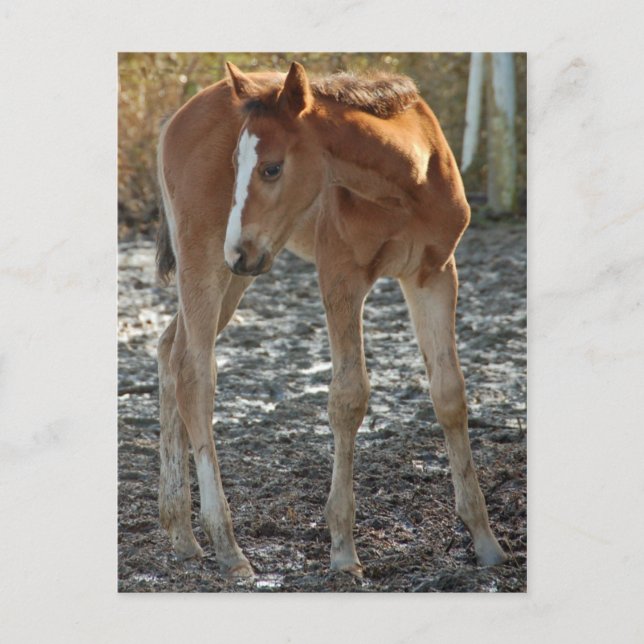 Foal postcard (Front)