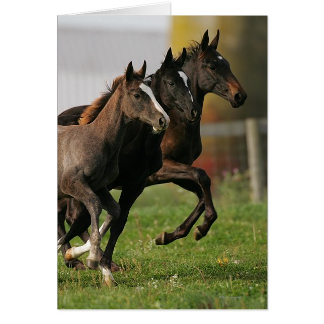 Foal Running (Front)