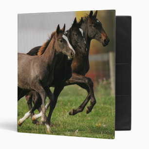 Foal Running Binder