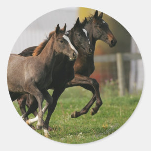 Foal Running Classic Round Sticker