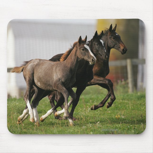 Foal Running Mouse Pad (Front)