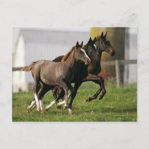 Foal Running Postcard