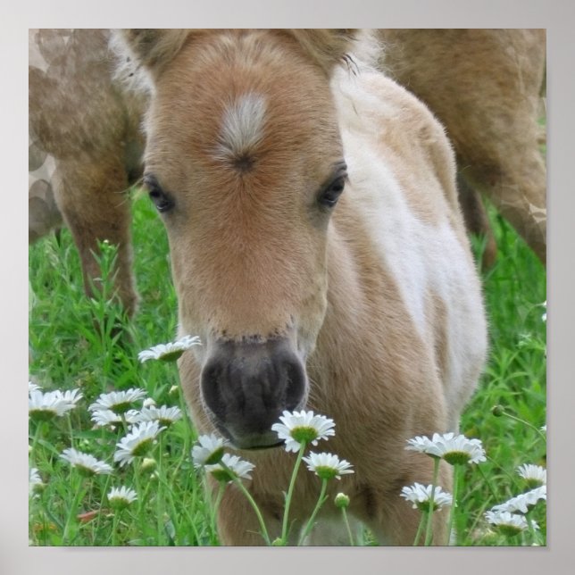 Foal Smelling Daisies Canvas Print (Front)