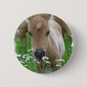Foal Smelling Daisies Round Button