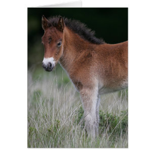 Foal Standing