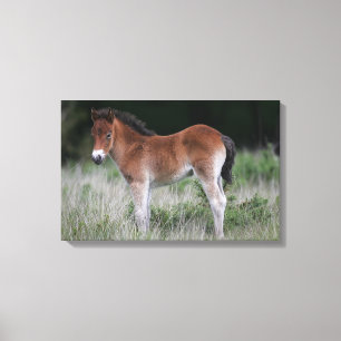 Foal Standing Canvas Print
