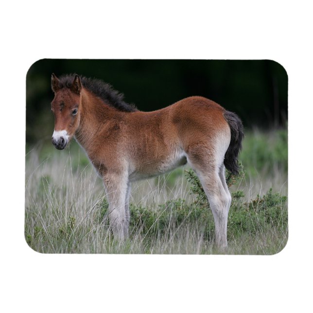 Foal Standing Magnet (Horizontal)