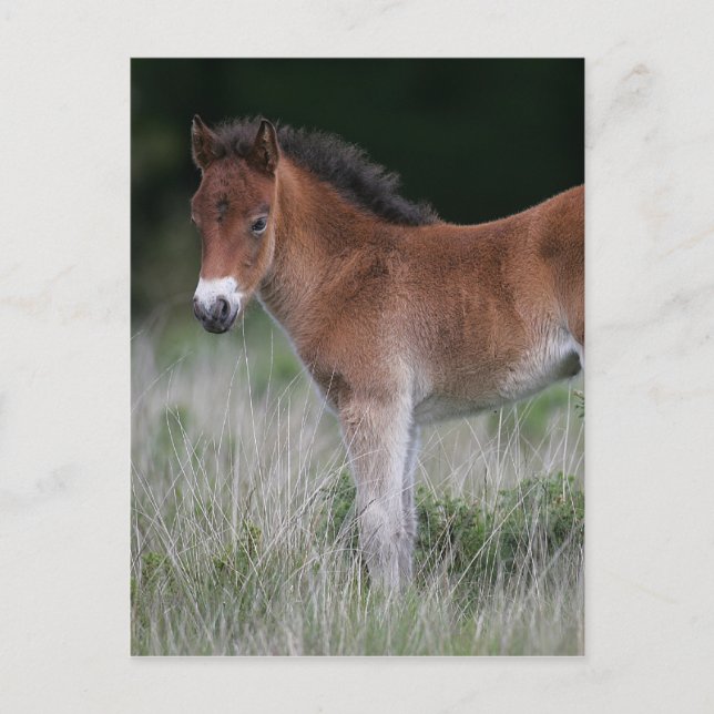 Foal Standing Postcard (Front)