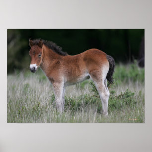 Foal Standing Poster