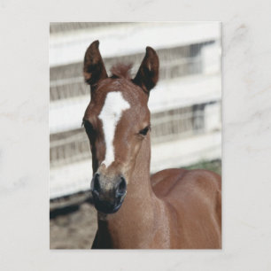 Foal with Stripe Postcard