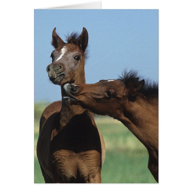 Foals Playing 2 (Front)
