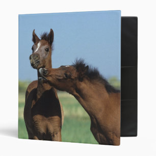 Foals Playing 2 Binder