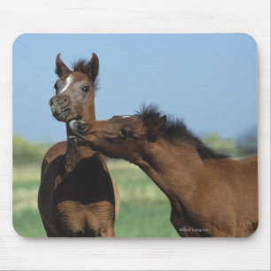 Foals Playing 2 Mouse Pad