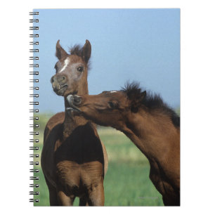 Foals Playing 2 Notebook