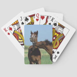 Foals Playing 2 Playing Cards