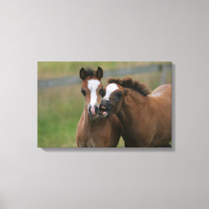 Foals Playing Canvas Print
