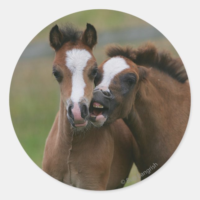 Foals Playing Classic Round Sticker (Front)