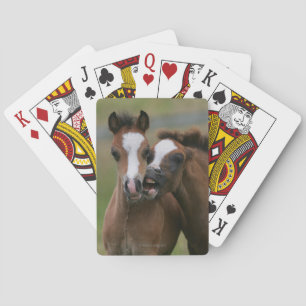 Foals Playing Playing Cards