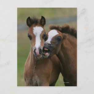 Foals Playing Postcard