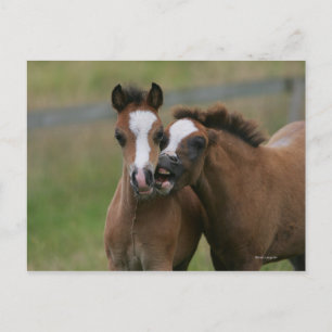 Foals Playing Postcard