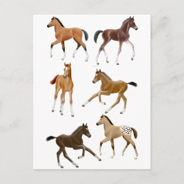 Foals Postcard (Front)